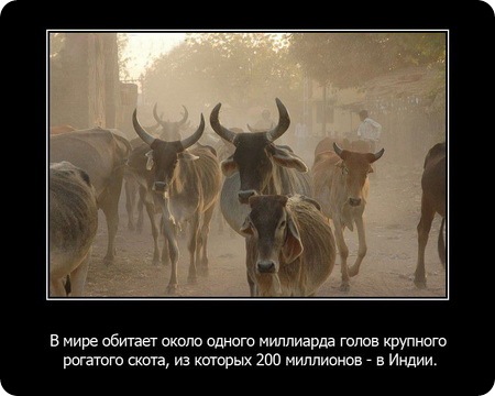 23 интересных факта о животных, которые вас удивят