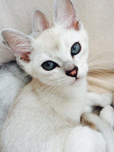 Коты и Кошки