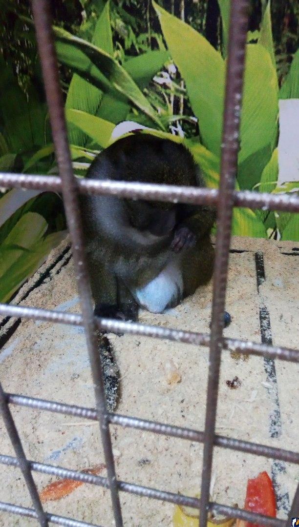 Крокодил, замотанный скотчем, и избитые обезьяны - в Псков приехал зоопарк