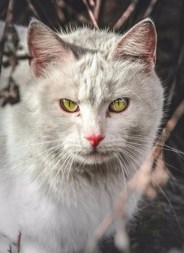 Прикольных котов пост
