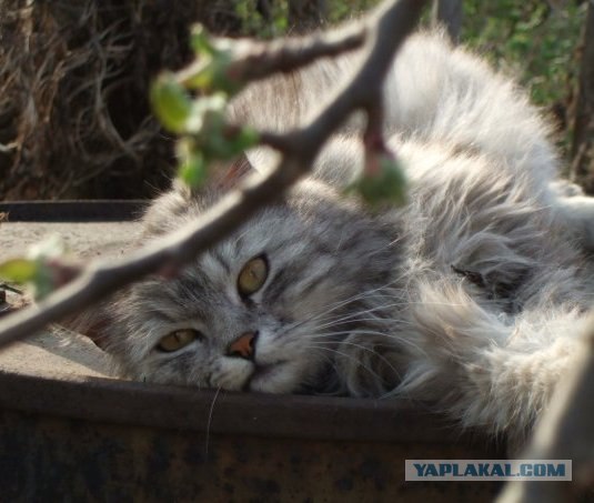 Уррааа! Котовторник на ЯПлакалъ!