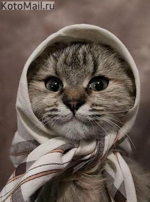 Кошка радостно играется в луже