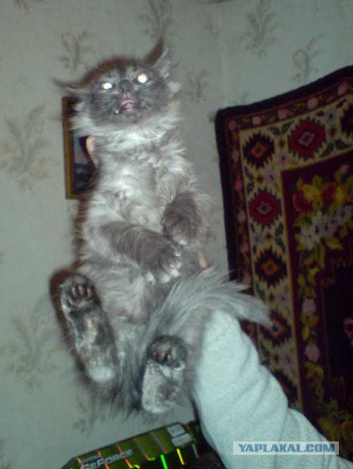 Котовторник (20.01)