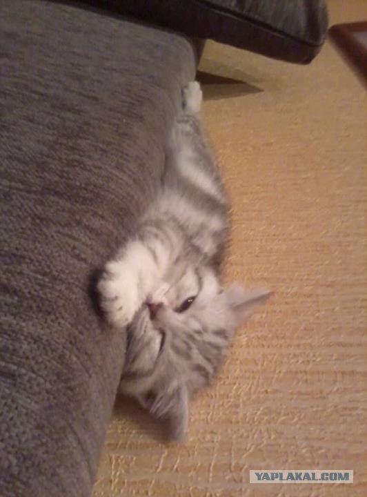 Котовторник 24.04.2012