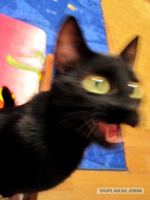 Котовторник  19.06.2012
