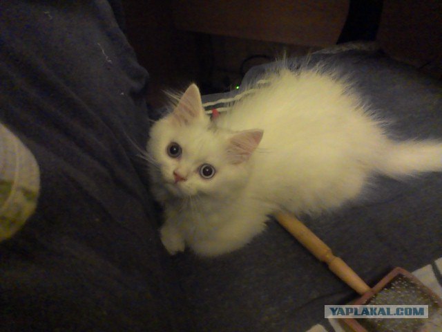 Котовторник 31.07.2012 г.