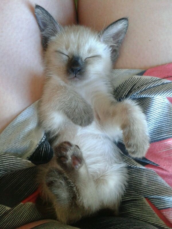 Трехцветное счастье