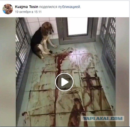 Помогите вернуть кота! Приют "Преданное сердце" украл кота и не отдает!