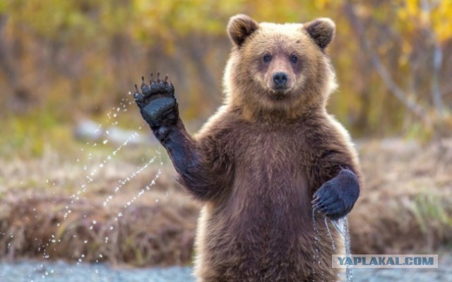 Если на вас напал медведь