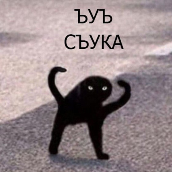 85 сантиметров кота