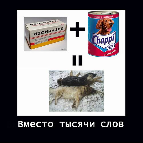 Собачьи стаи в центре города