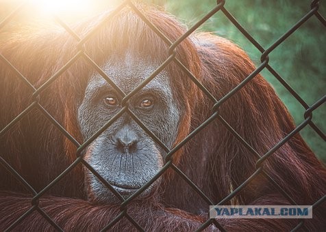 Силовики Казахстана выдали за погромщика известного джазового музыканта из Кыргызстана