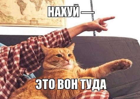 Кошатник практически два года