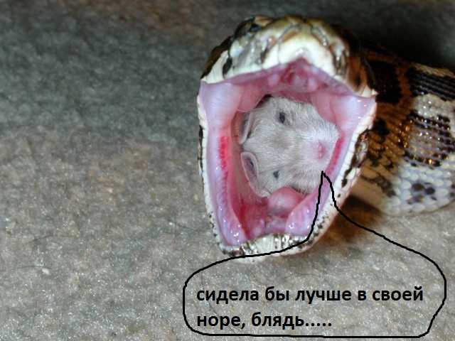 Жестокость животного мира