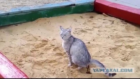 О газонах, которые загадили "собаки"