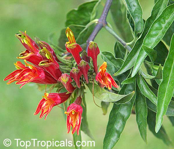 Деревенская Америка - 10