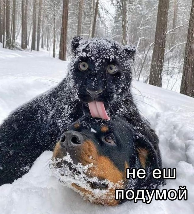 Картинки для деградации 61 (разной степени свежести)