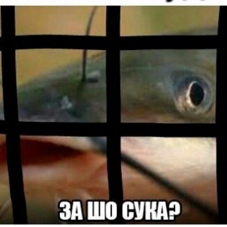 Сом припущённый в огуречном рассоле