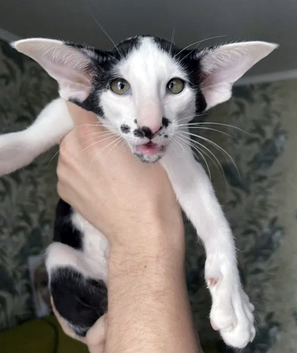 Ориентальный кот