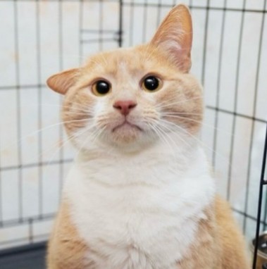 Подборка кошачьих, которые стали никому не нужны