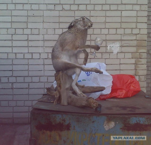 Правда про зайцев