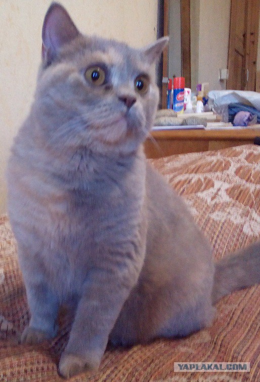 Котовторник 30.09.2014