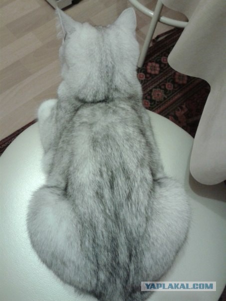 Вот такая кошечка..