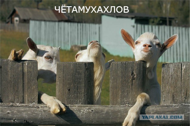 Одесситы троллят мишу
