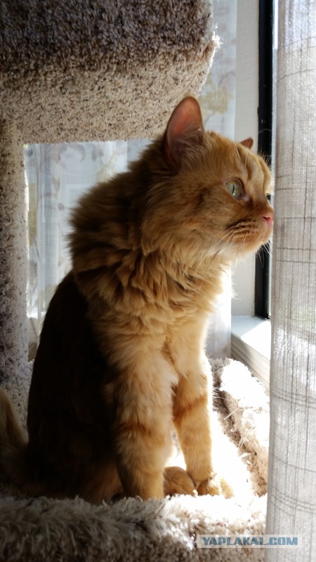 Котовторник 16.06.2015., Котовторник наступил!