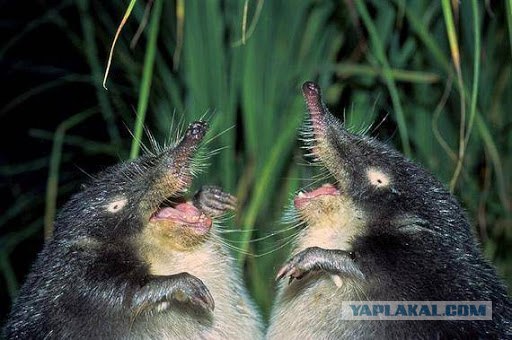 Девушка, у которой не закрывается рот