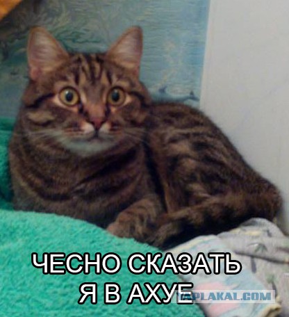 Всё ли нормально  с котом? нужен совет