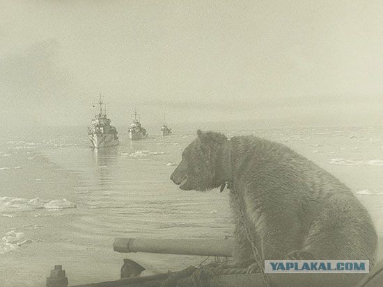 Фотографии с войны