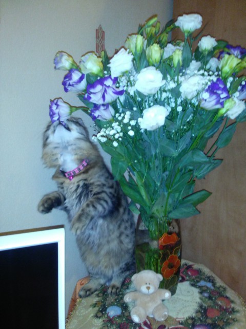 Котовторник  01.03.2016