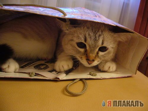 А вот и котовторник!