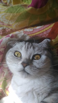 Прозвища домашних животных