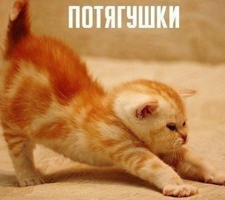 Мохнатые беспредельщики