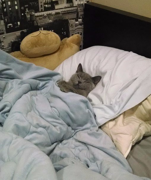 Прикольные животные