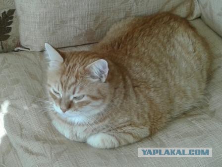 Котовторник 30.08.2016