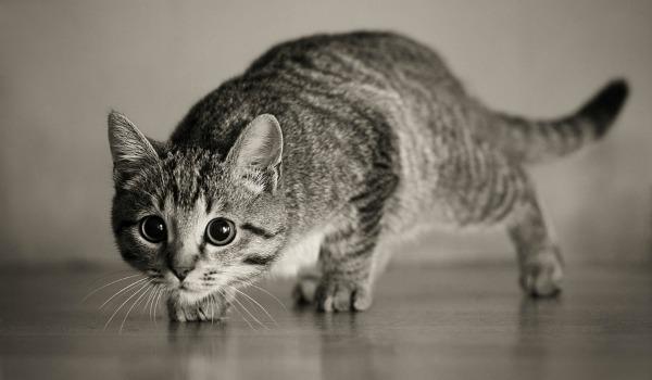 Коты и Кошки