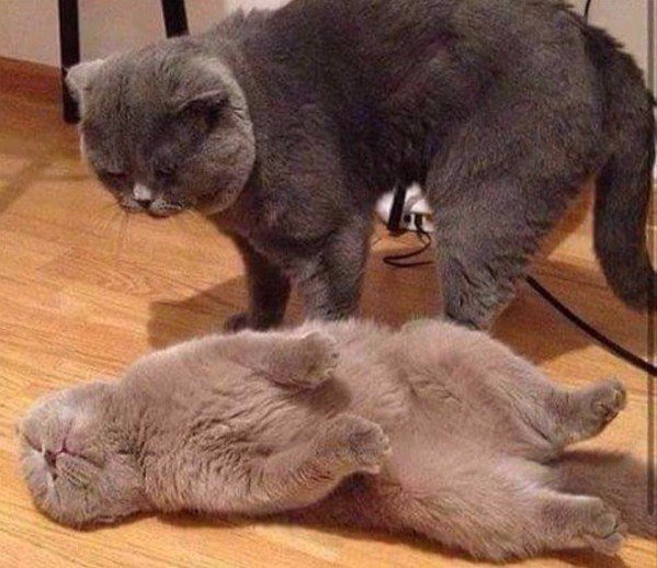 Коты и Кошки