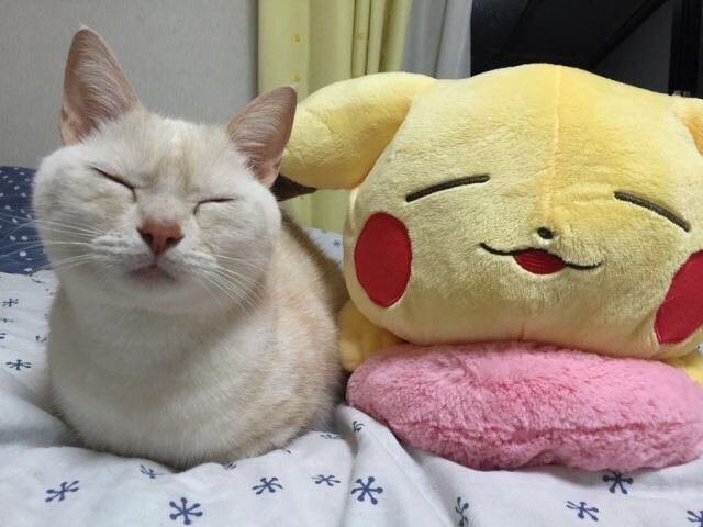 Коты и Кошки