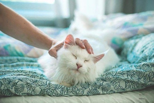 Коты и Кошки