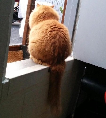 Коты и Кошки