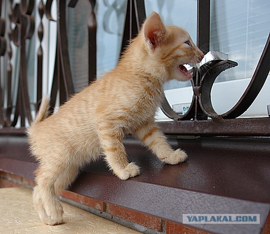 УРРААА ! Котовторник на ЯПлакалъ !