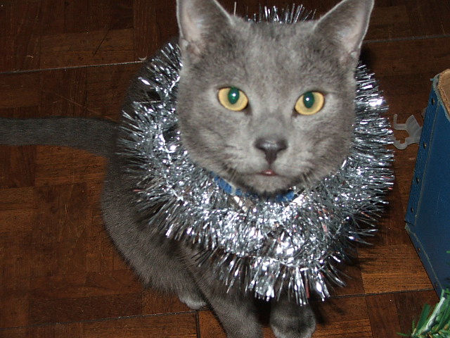 Новогодний КОТОВТОРНИК!