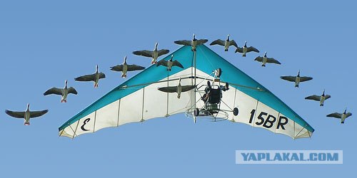 Это птица? дельтоплан? или...