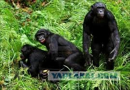 Заповедник Lola ya Bonobo в Конго