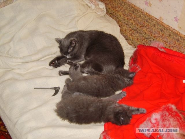 Котовторник в "КотоГетто"