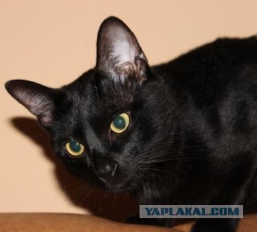С котовторником !