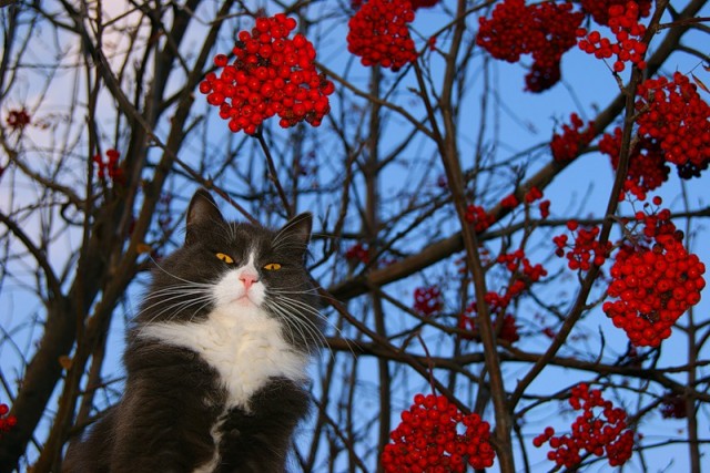 Котовторник (начало в супермаркете!)